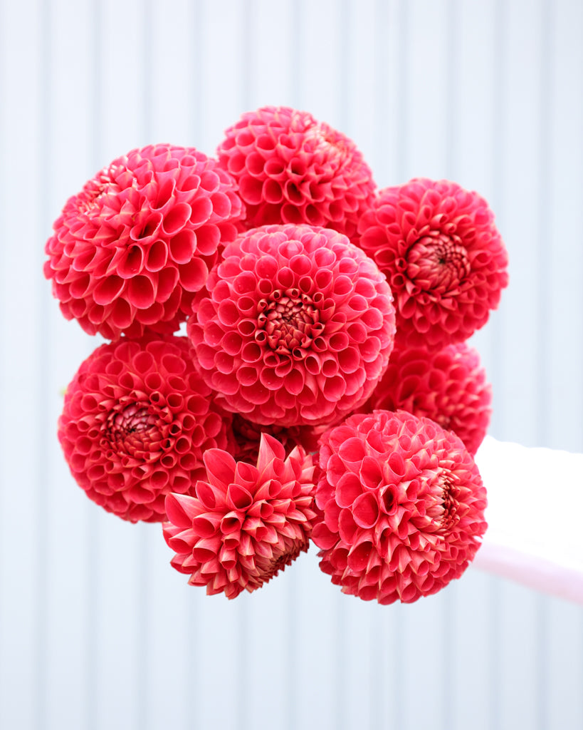 Ein Dahlienstrauß roter Dahlien der Sorte Red Button aus der Gartenzauber Züchtung.