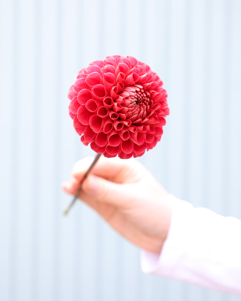 Eine Blüte einer roter Dahlien der Sorte Red Button aus der Gartenzauber Züchtung.
