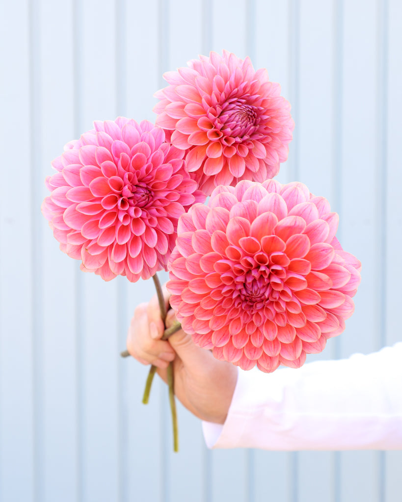 Drei Blüten einer korallenrosa dekorative Dahlie der Sorte GZ Sassi aus der Gartenzauber-Züchtung.