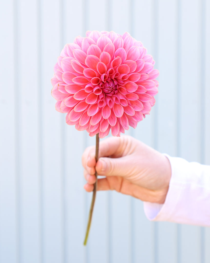 Eine Blüte einer korallenrosa dekorative Dahlie der Sorte GZ Sassi aus der Gartenzauber-Züchtung.