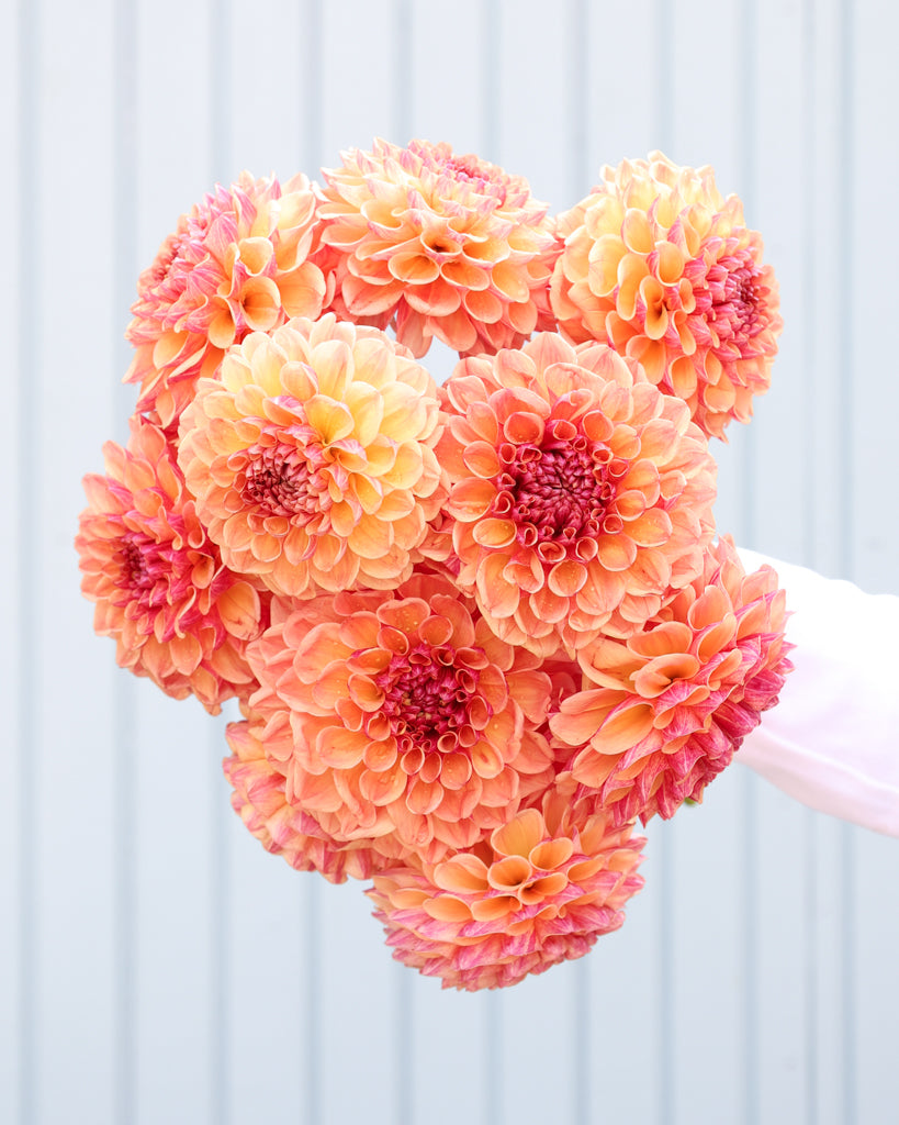 Ein Dahlienstrauß der Sorte Sunrise Jazz aus der Gartenzauber Züchtung vor einem hellblauen Hintergrund.