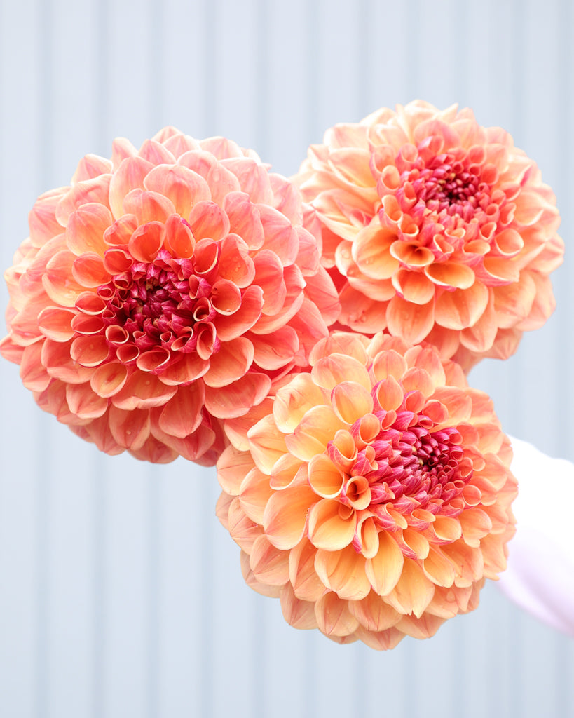 Drei Dahlienblüten der Sorte Sunrise Jazz aus der Gartenzauber Züchtung vor einem hellblauen Hintergrund.