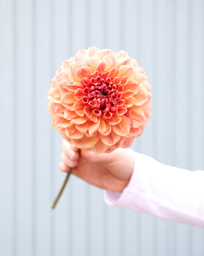 Eine Dahlienblüte der Sorte Sunrise Jazz aus der Gartenzauber Züchtung vor einem hellblauen Hintergrund.