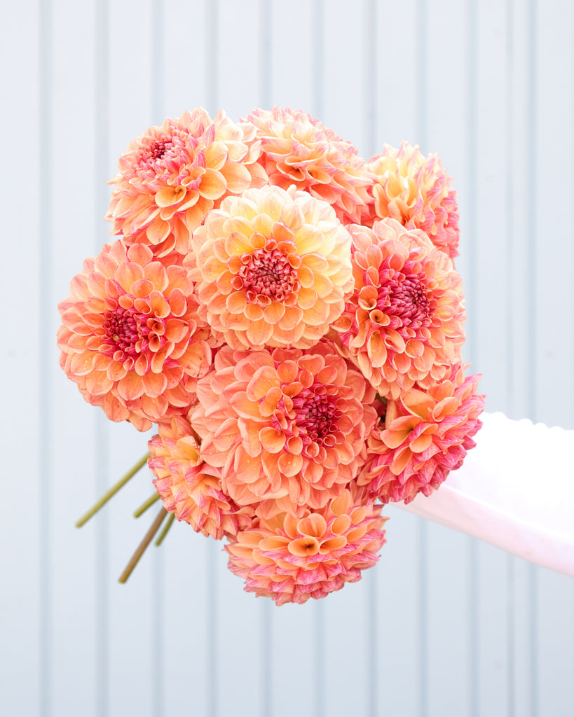 Ein Dahlienstrauß der Sorte Sunrise Jazz aus der Gartenzauber Züchtung vor einem hellblauen Hintergrund.