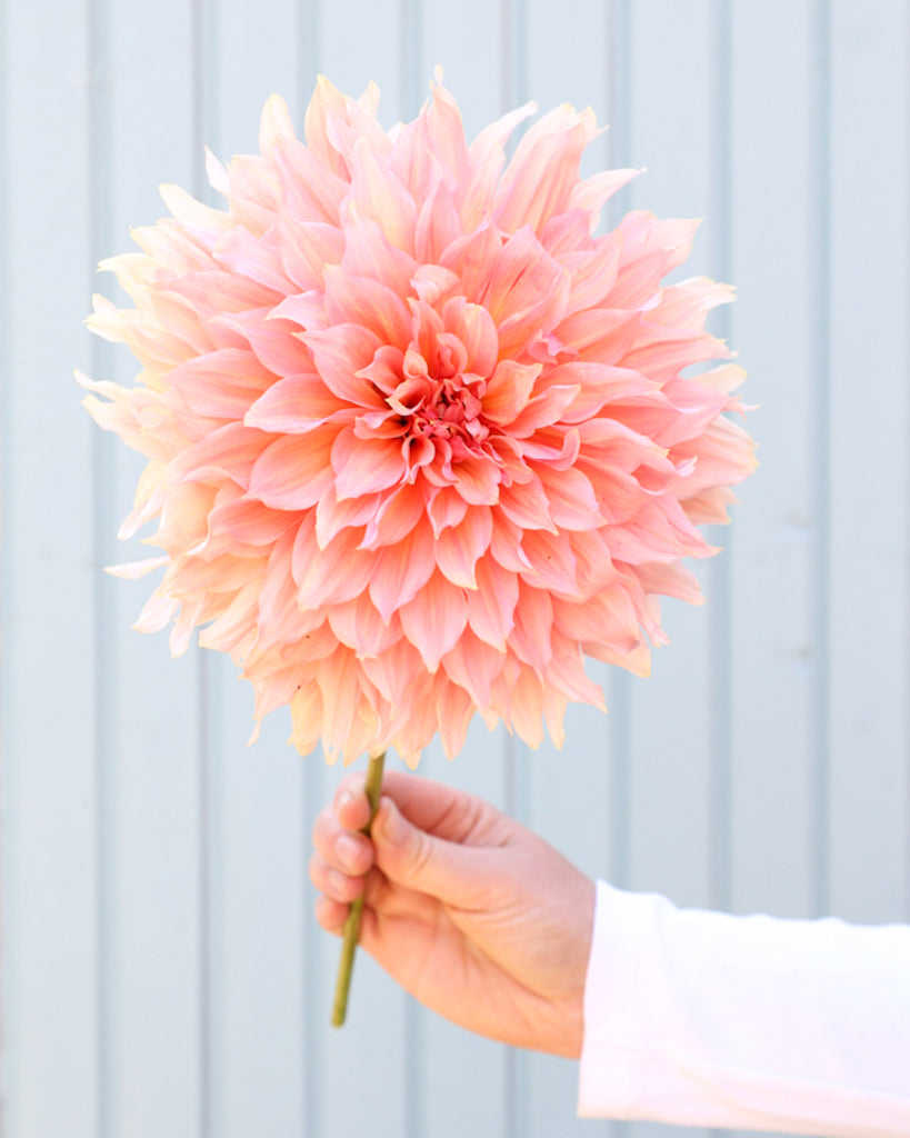 Eine Blüte der Dahlie GZ Twentytwo einer apricotfarbene dekorative Dahlie aus der Gartenzauber-Züchtung.