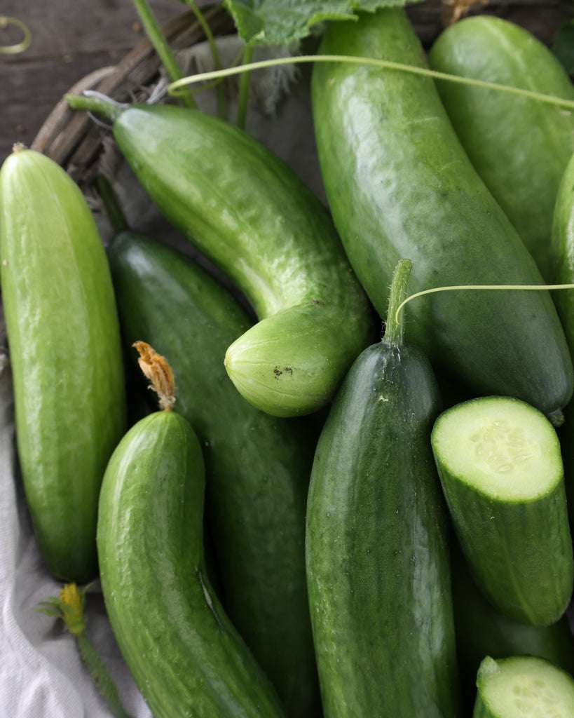 Salatgurke 'La Diva' Saatgut online kaufen