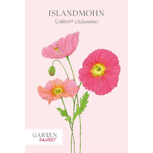 Islandmohn Papaver nudicaule 'Colibri® Ciclamino' Saatgut – Sommerblume
