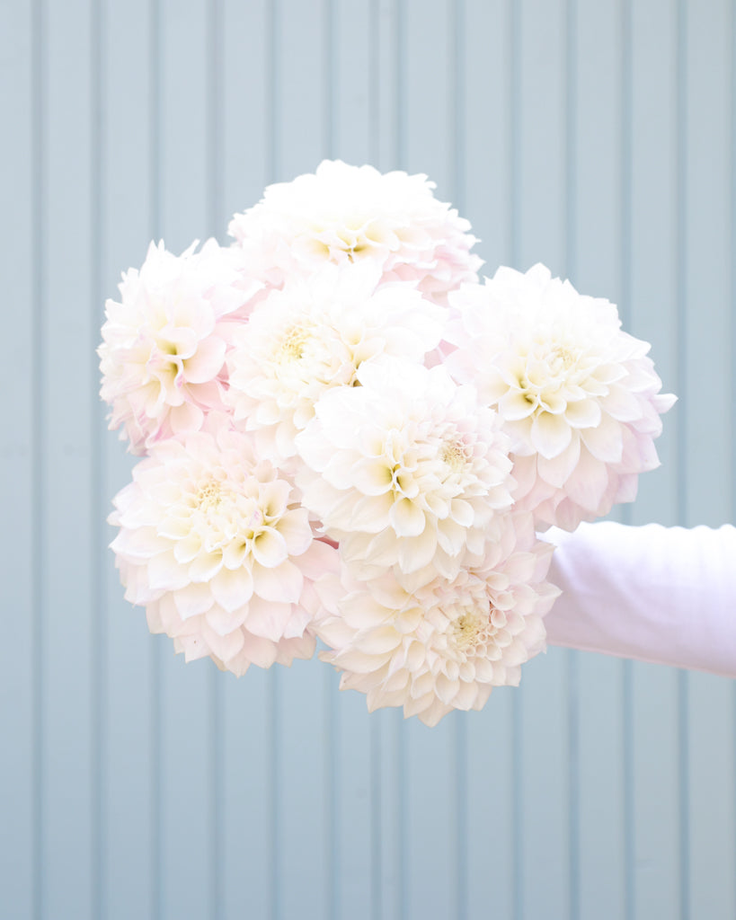 Ein Dahlienstrauß mit Blüten der Sorte KA Bella Luna vor einem hellblauen Hintergrund.