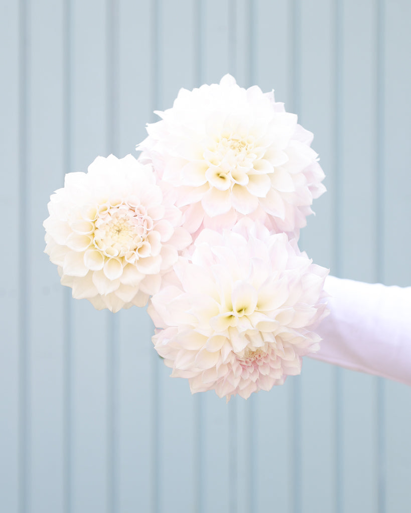 Ein Dahlienstrauß mit Blüten der Sorte KA Bella Luna vor einem hellblauen Hintergrund.