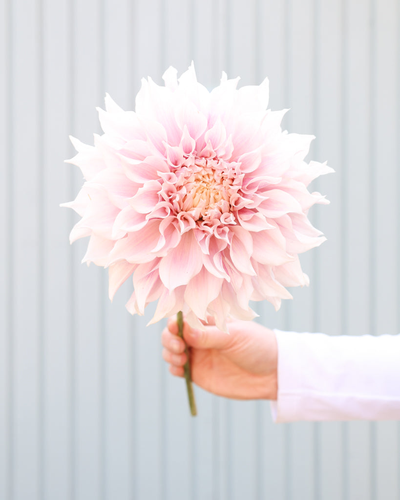 Eine Dahlienblüte der Sorte KAs Lavender Blush vor einem hellblauen Hintergrund.