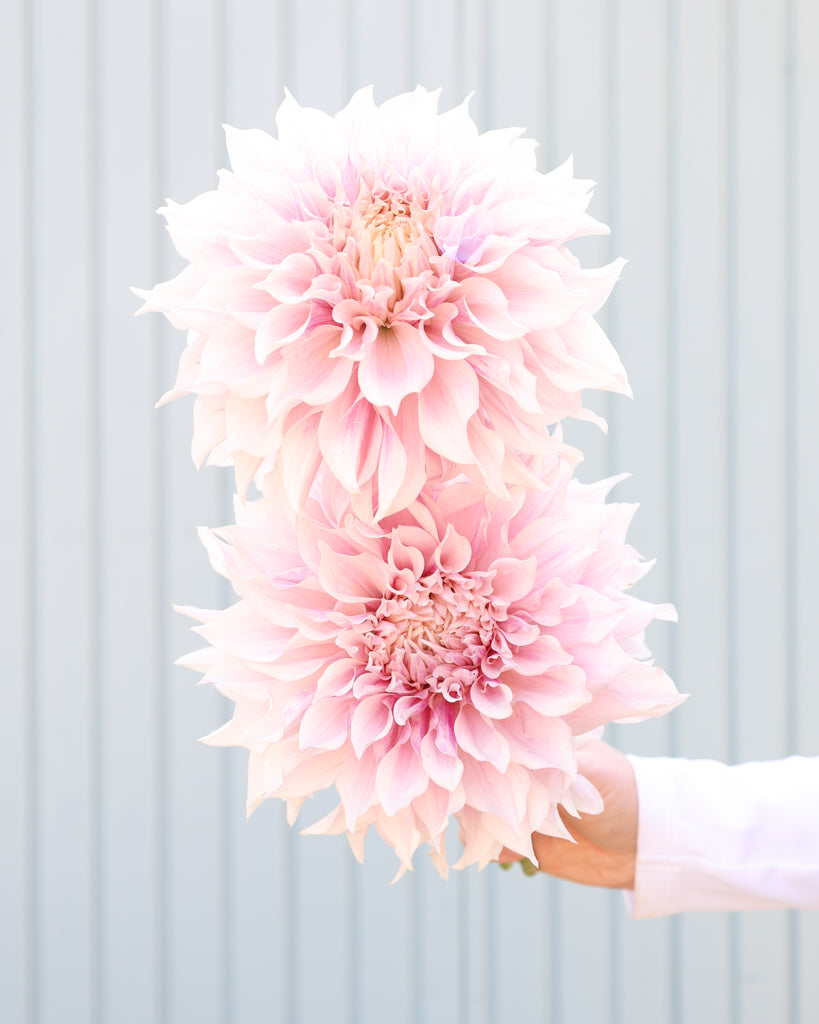 Zwei Dahlienblüten der Sorte KAs Lavender Blush vor einem hellblauen Hintergrund.