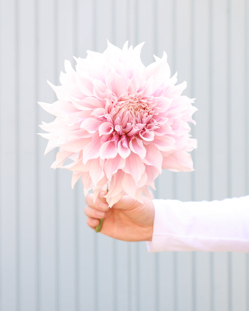 Eine Dahlienblüte der Sorte KAs Lavender Blush vor einem hellblauen Hintergrund.