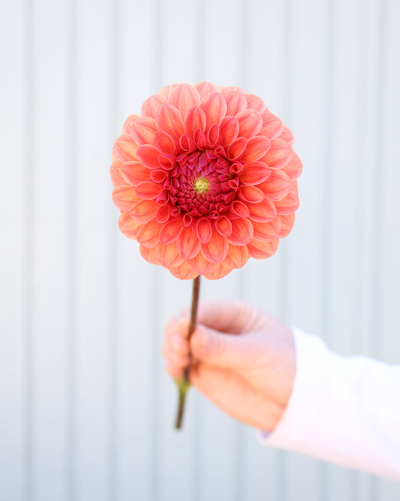 Eine Dahlienblüte der Sorte KA Blood Orange vor einem hellblauen Hintergrund.