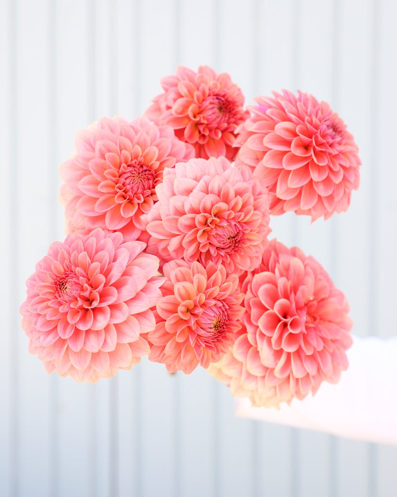 Ein Strauß Dahlien mit Blüten der Sorte KAs Boho Peach vor einem hellblauen Hintergrund.