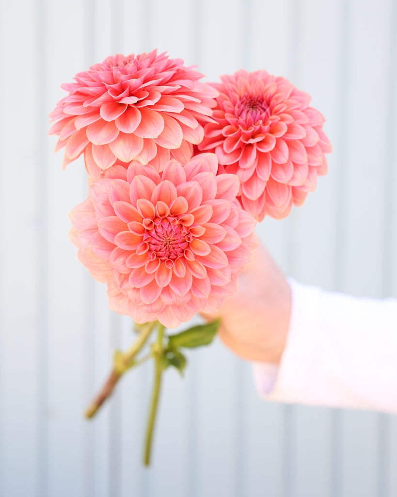 Drei Dahlienlüten der Sorte KAs Boho Peach vor einem hellblauen Hintergrund.