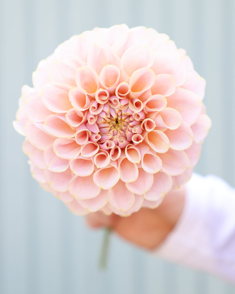 Eine Dahlienblüte der Sorte KAs Cinder Rose vor einem hellblauen Hintergrund.