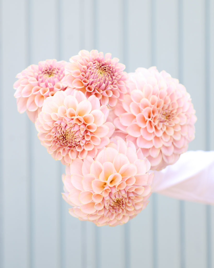 Eine Strauß Dahlien mit Blüte der Sorte KAs Cinder Rose vor einem hellblauen Hintergrund.