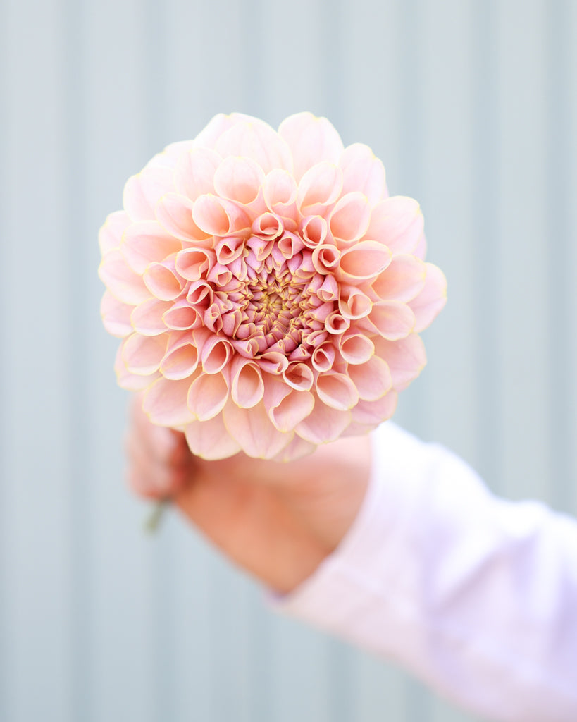 Eine Dahlienblüte der Sorte KAs Cinder Rose vor einem hellblauen Hintergrund.