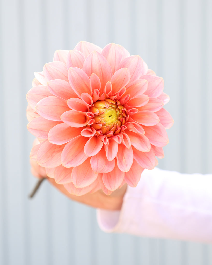 Eine Dahlienblüte der Sorte KAs Guava vor einem hellblauen Hintergrund.