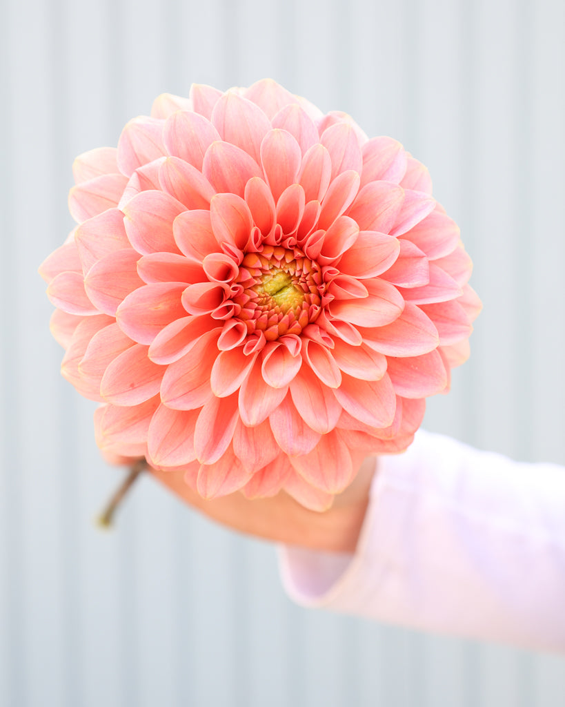 Eine Dahlienblüte der Sorte KAs Guava vor einem hellblauen Hintergrund.