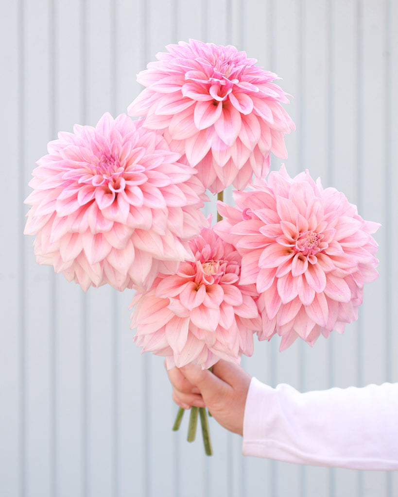 Ein Strauß Dahlien mit Blüten der Sorte KAs Mocha Jake vor einem hellblauen Hintergrund.