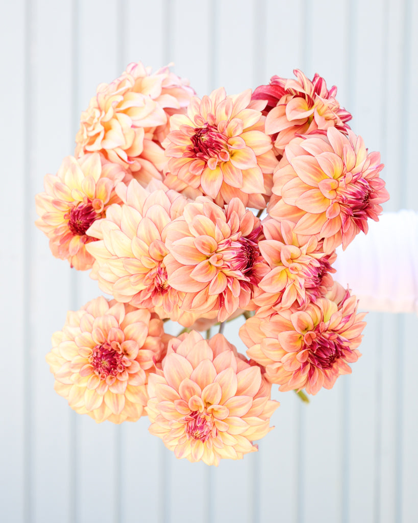 Ein Dahlienstrauß mit Blüten der Sorte KAs Mocha Katie vor einem hellblauen Hintergrund.