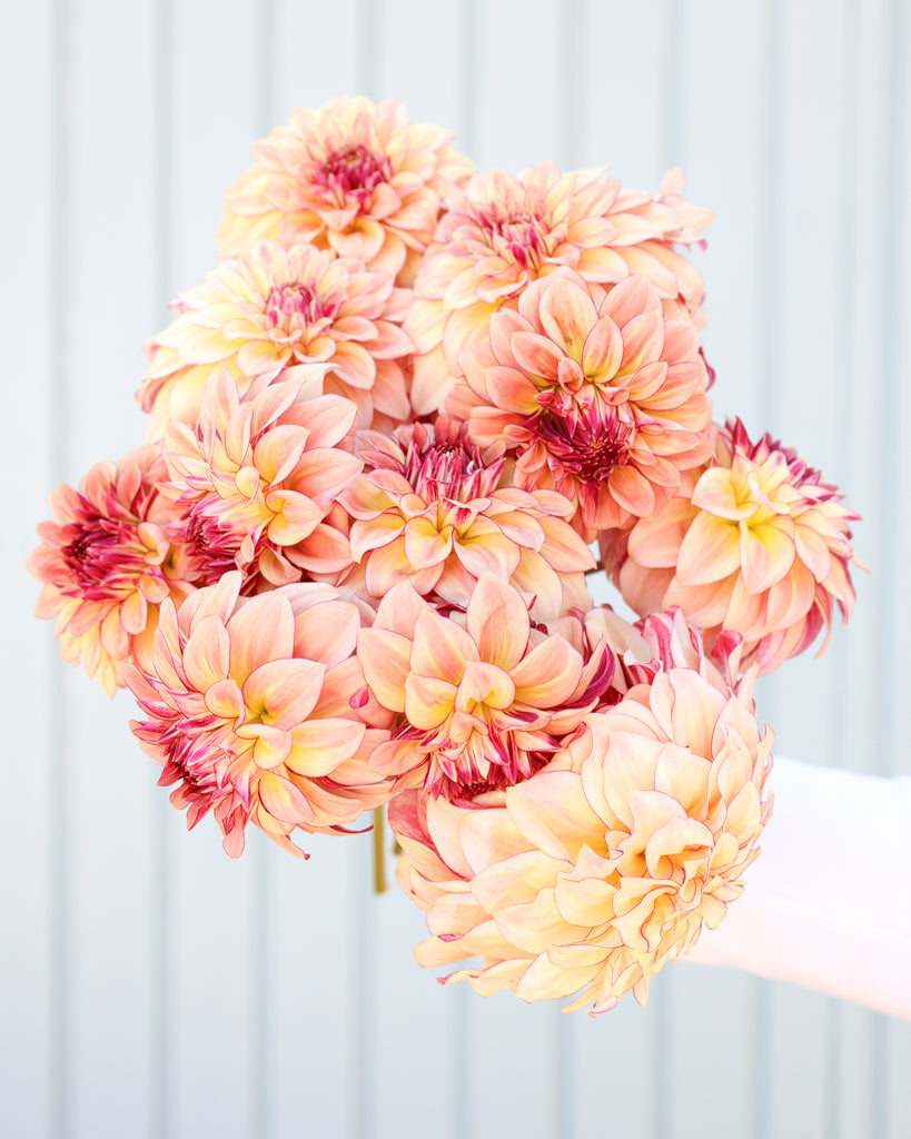 Ein Dahlienstrauß mit Blüten der Sorte KAs Mocha Katie vor einem hellblauen Hintergrund.