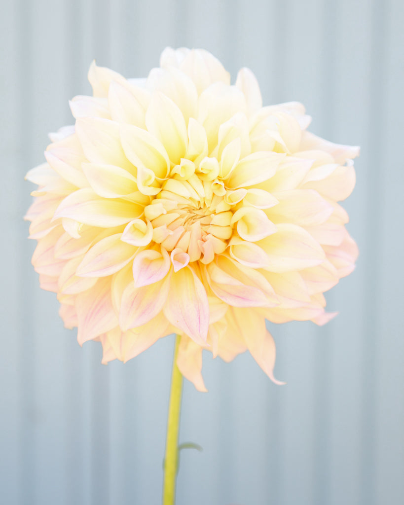 Eine Dahlienblüte der Sorte KAs Mocha Maya vor einem hellblauen Hintergrund.