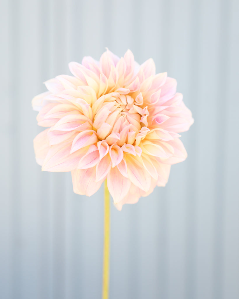 Eine Dahlienblüte der Sorte KAs Mocha Maya vor einem hellblauen Hintergrund.