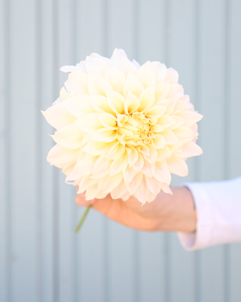 Eine Dahlienblüte der Sorte KAs Mocha Maya vor einem hellblauen Hintergrund.