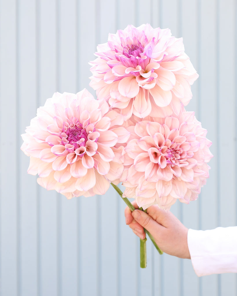 Drei Dahlienblüten der Sorte KAs Pearl vor einem hellblauen Hintergrund.