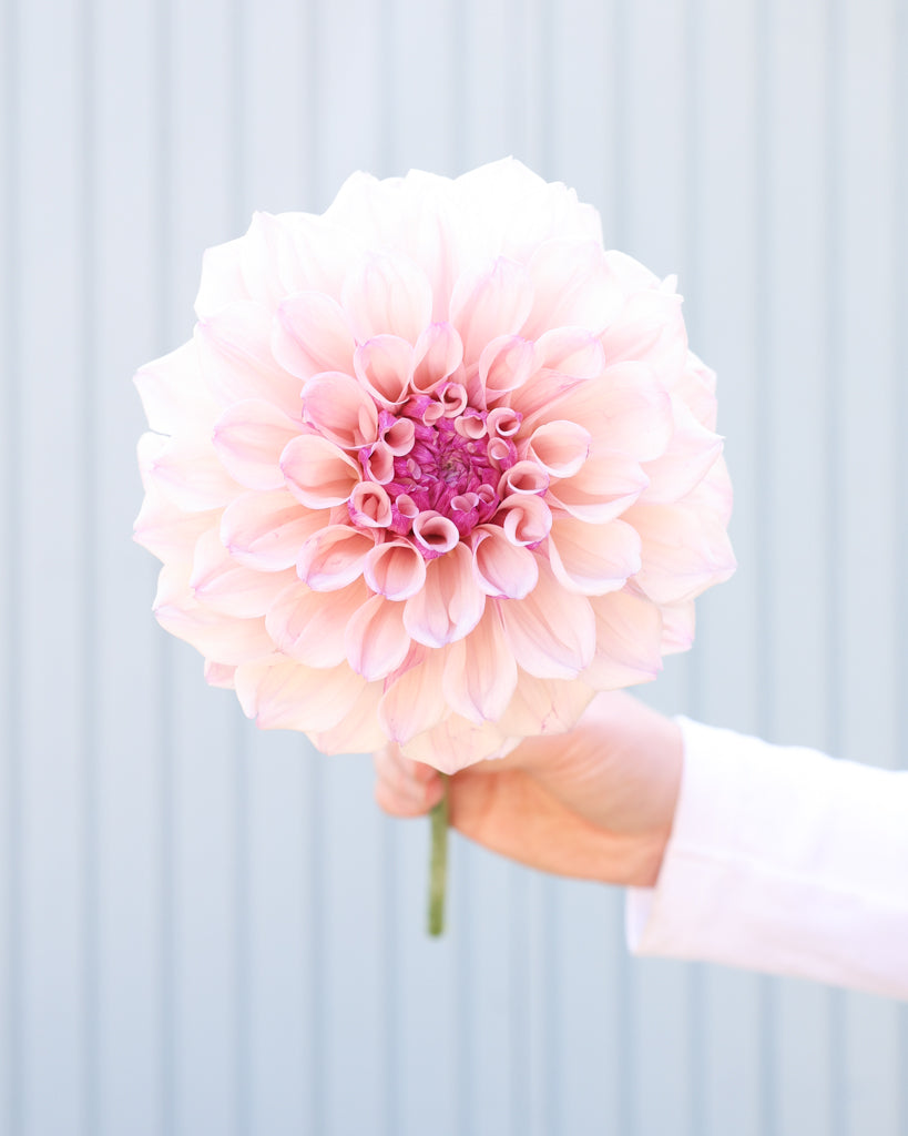 Eine Dahlienblüte der Sorte KAs Pearl vor einem hellblauen Hintergrund.