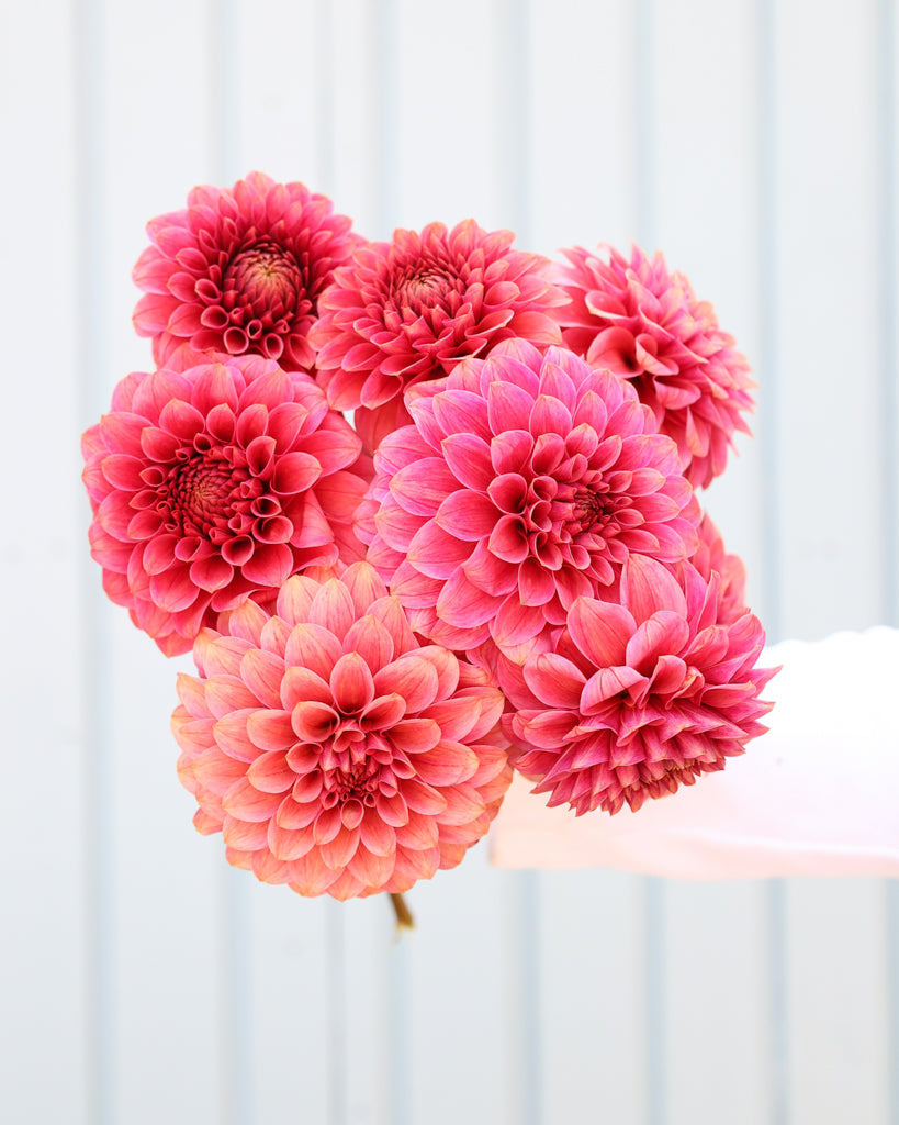 Ein Strauß Dahlien der Sorte KA Rosie Jo vor einem hellblauen Hintergrund.