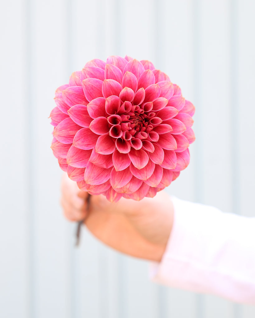 Eine Dahlienbluete der Sorte KA Rosie Jo vor einem hellblauen Hintergrund.