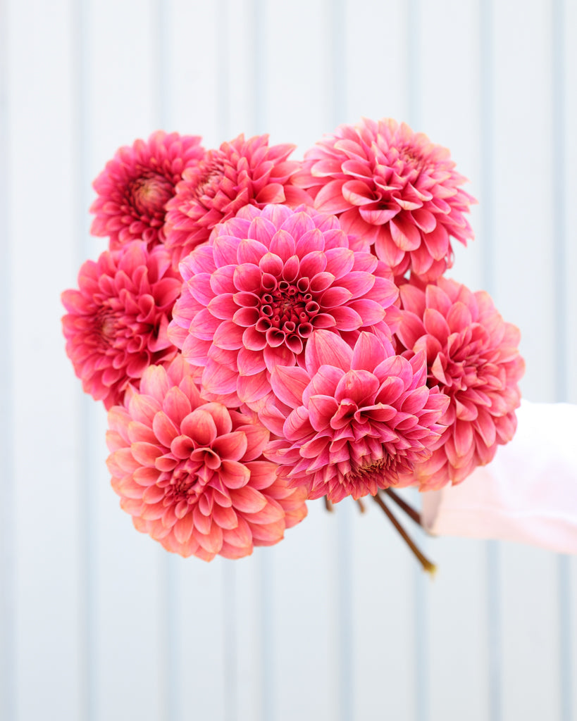 Ein Strauß Dahlien der Sorte KA Rosie Jo vor einem hellblauen Hintergrund.