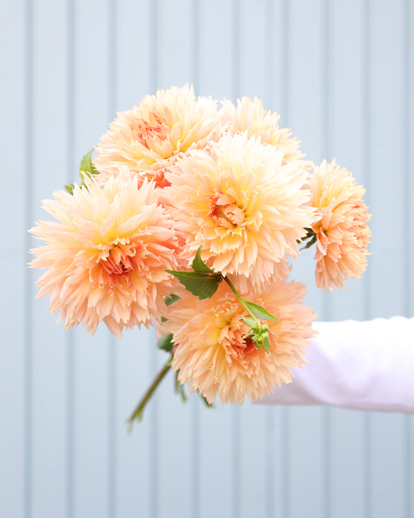 Ein Strauß Dahlien der Sorte Lakeview Peach Fuzz vor einem hellblauen Hintergrund.