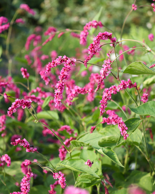 Oriental knotweed - Persicaria orientalis 'Cerise Pearls'