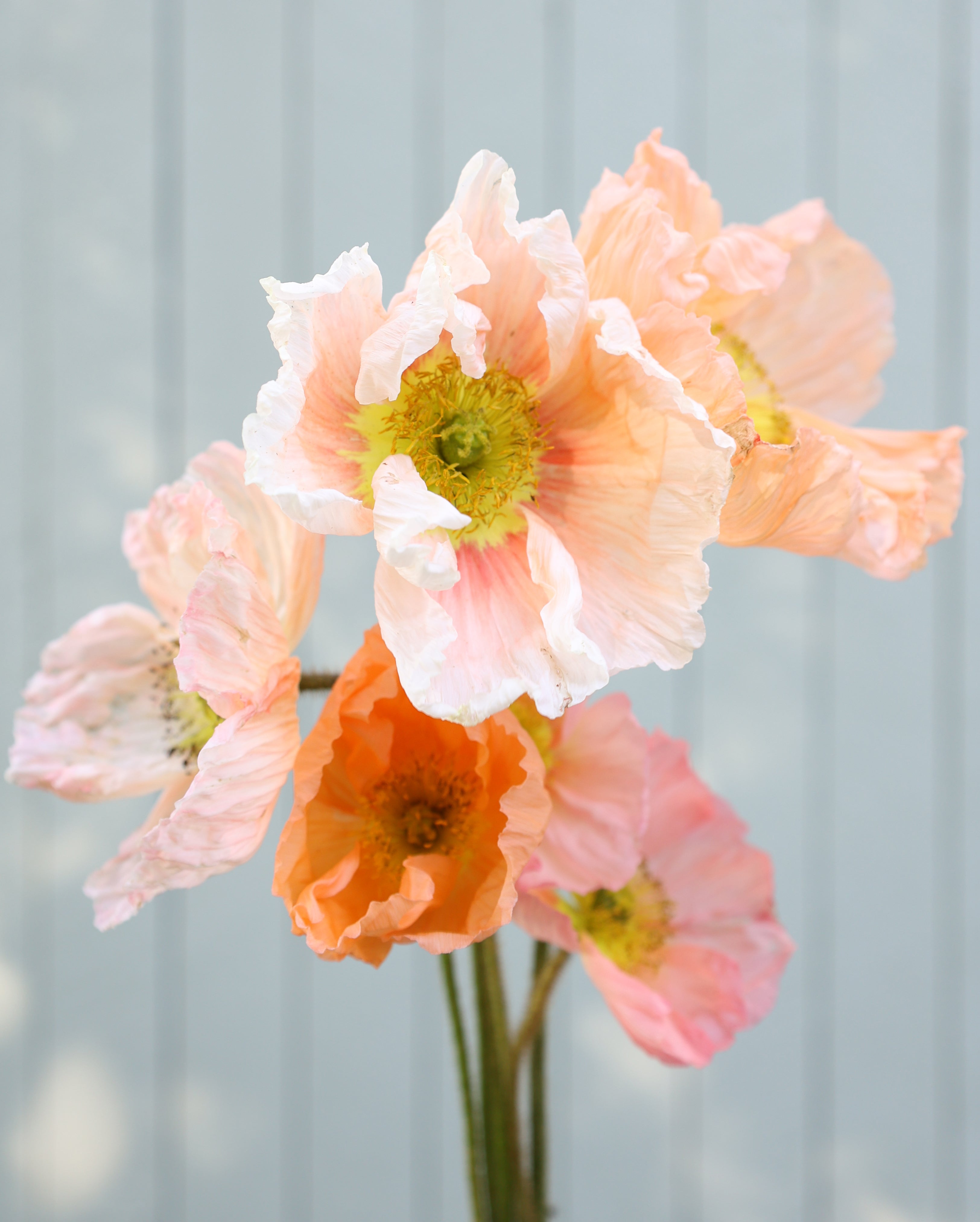 Mehrere Blüten des Islandmohns (Papaver nudicaule) ‘Colibri® Rosa Chiaro’ in sanftem Creme mit Nuancen von Apricot blühend im Gartenbeet.