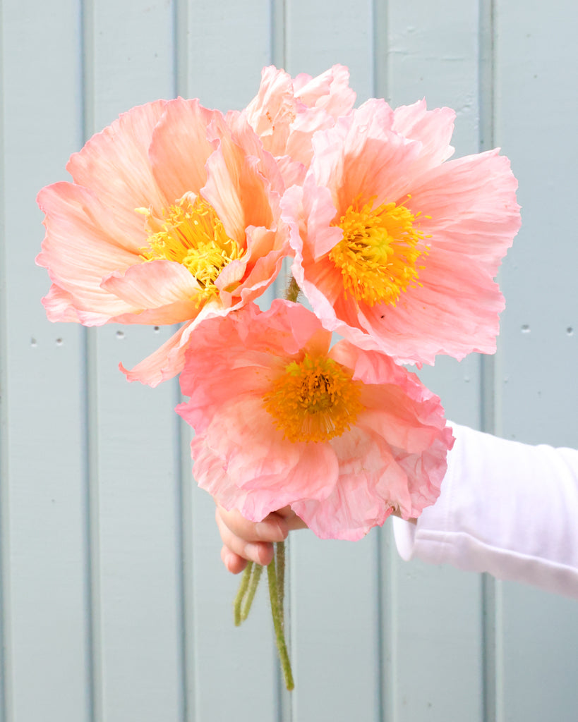 Mehrere Blüten des Islandmohns (Papaver nudicaule) ‘Colibri® Rosa Chiaro’ in sanftem Creme mit Nuancen von Apricot als Strauß gehalten.