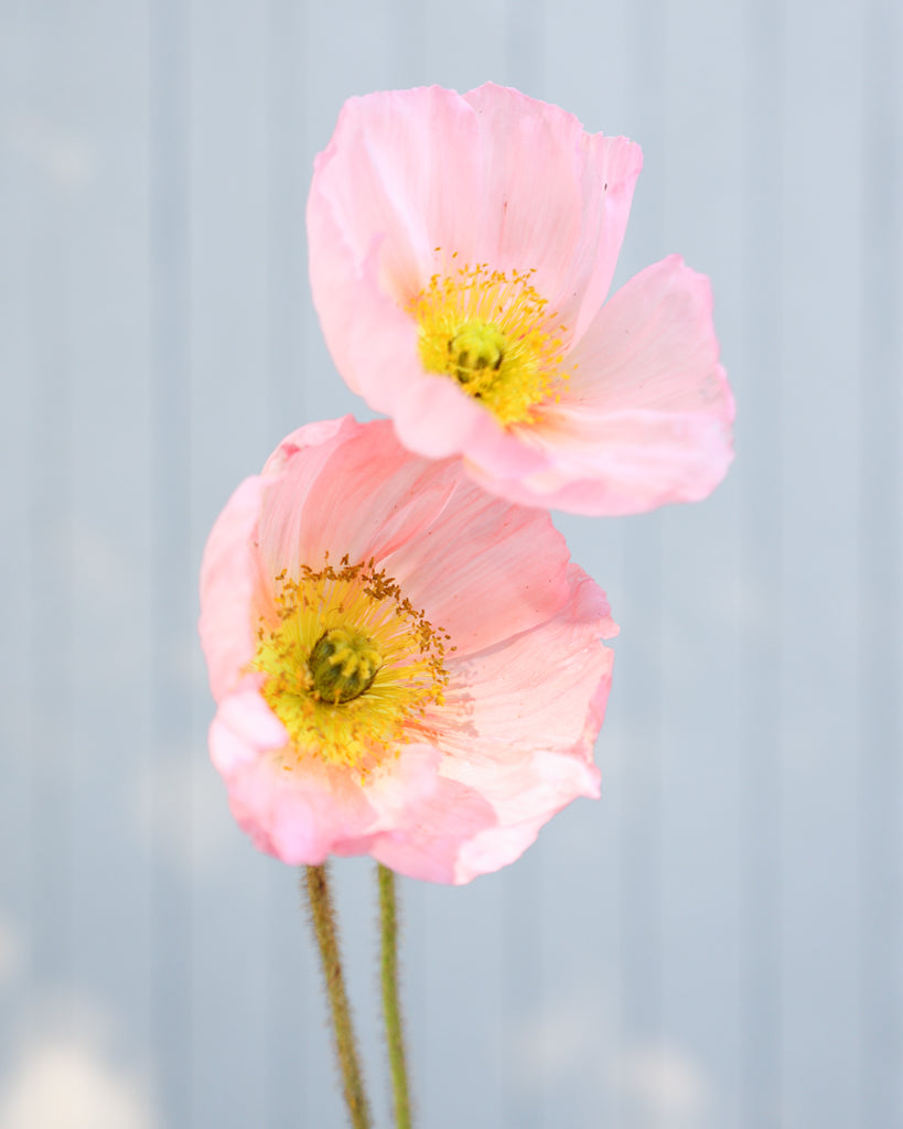 Nahaufnahme der Blüten des Islandmohns (Papaver nudicaule) ‘Colibri® Rosa Chiaro’ in sanftem Creme mit Nuancen von Apricot.