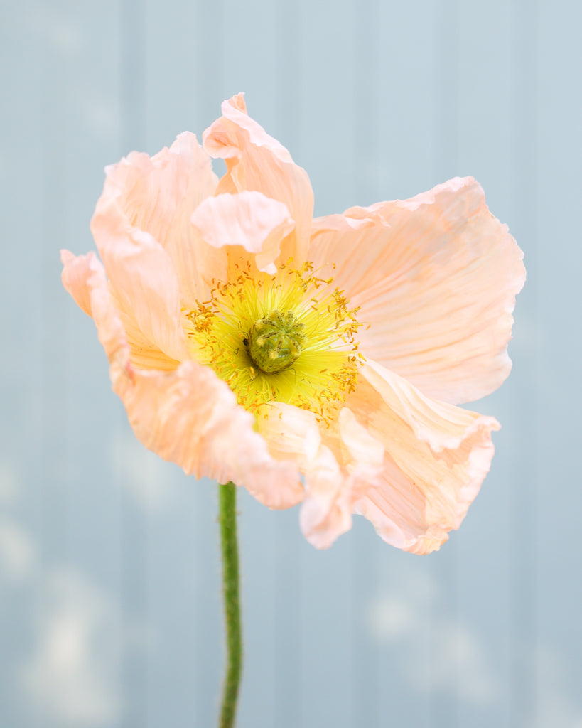 Nahaufnahme einer Blüte des Islandmohns (Papaver nudicaule) ‘Colibri® Rosa Chiaro’ in sanftem Creme mit Nuancen von Apricot.
