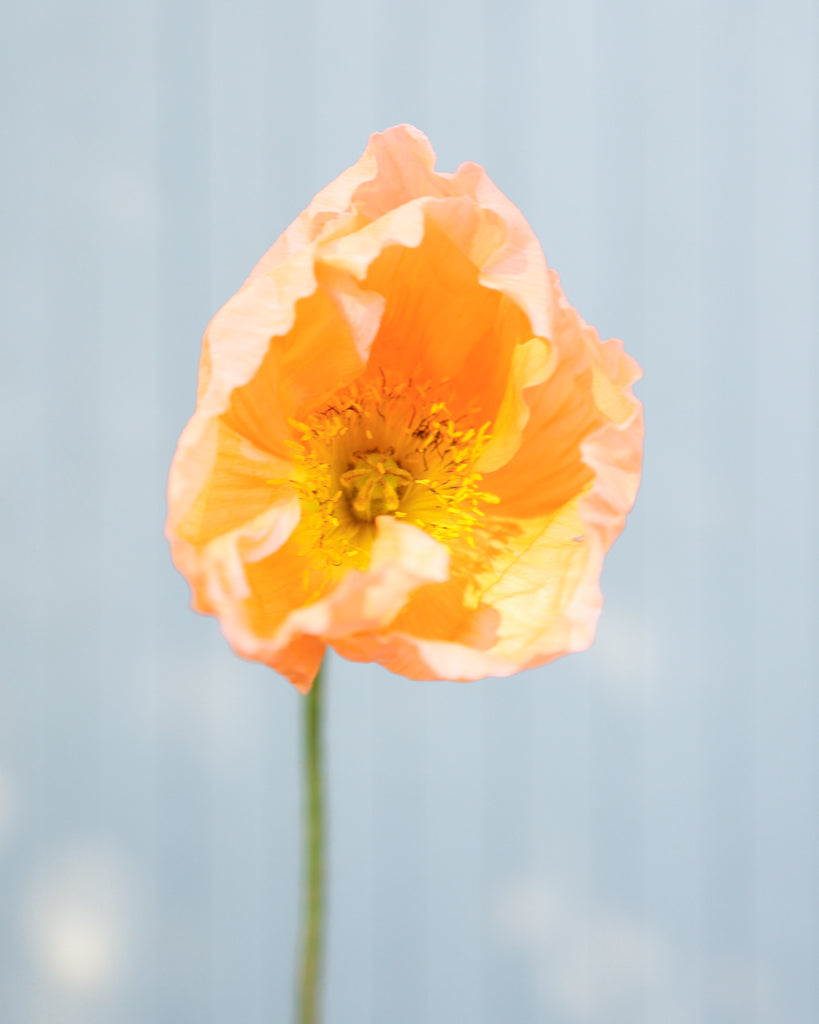 Nahaufnahme einer Blüte des Islandmohns (Papaver nudicaule) ‘Colibri® Rosa Chiaro’ in sanftem Creme mit Nuancen von Apricot.