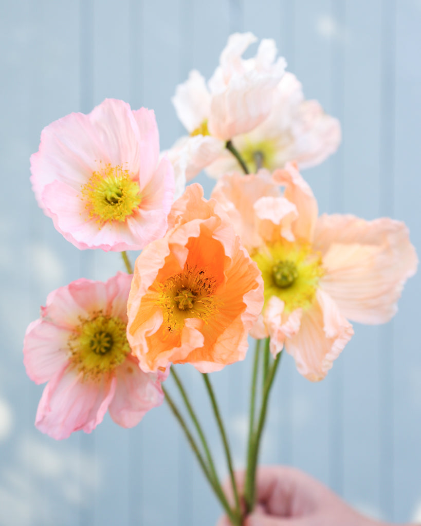 Mehrere Blüten des Islandmohns (Papaver nudicaule) ‘Colibri® Rosa Chiaro’ in sanftem Creme mit Nuancen von Apricot