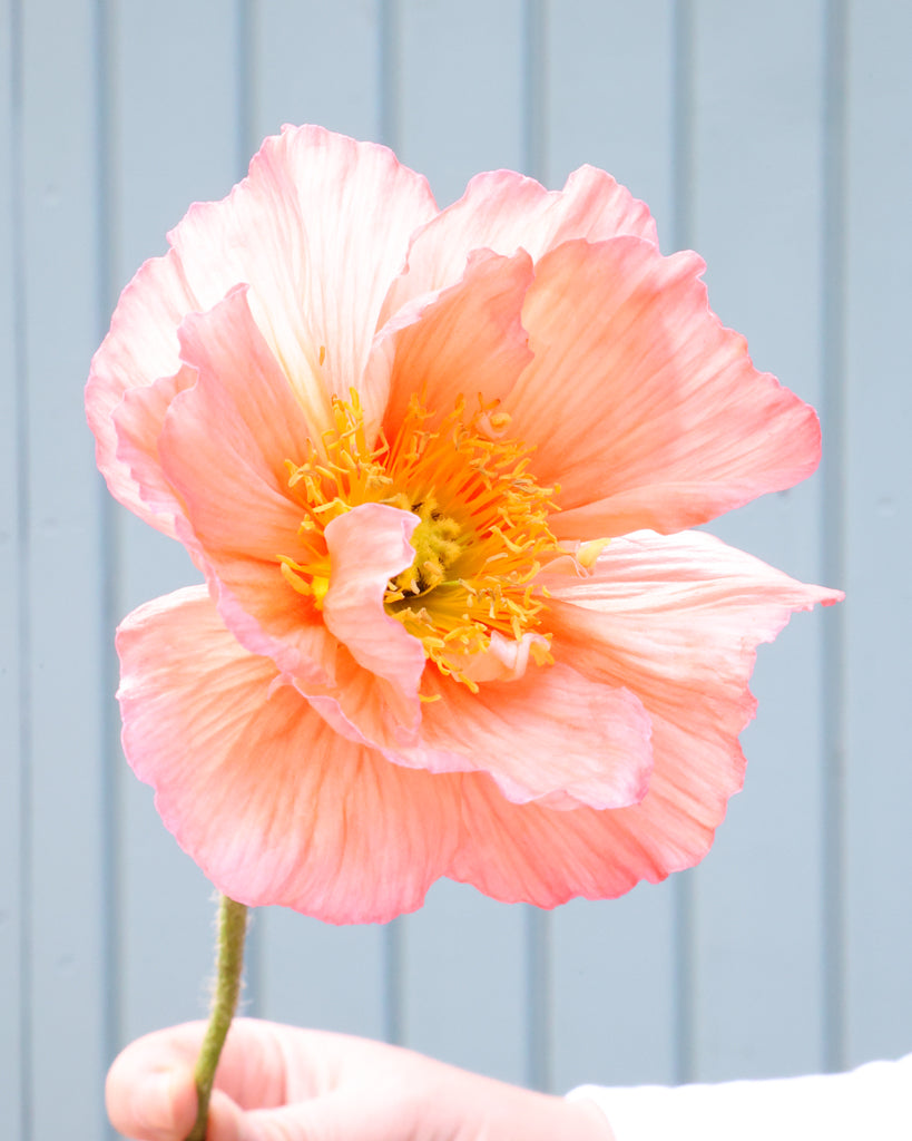 Nahaufnahme einer Blüte des Islandmohns (Papaver nudicaule) ‘Colibri® Rosa Chiaro’ in sanftem Creme mit Nuancen von Apricot.