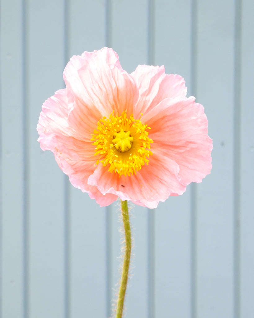 Nahaufnahme einer Blüte des Islandmohns (Papaver nudicaule) ‘Colibri® Rosa Chiaro’ in sanftem Creme mit Nuancen von Apricot.