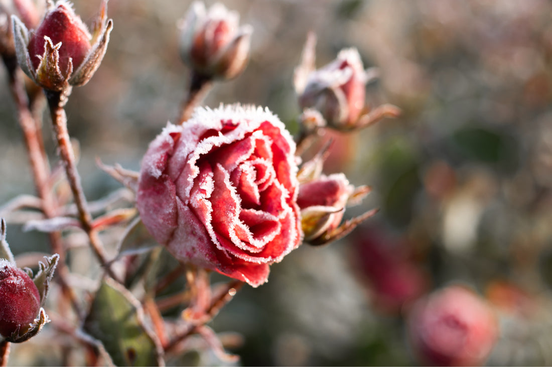Rote Rose mit Raureif – Rosenpflege und Winterschutz im Novembergarten