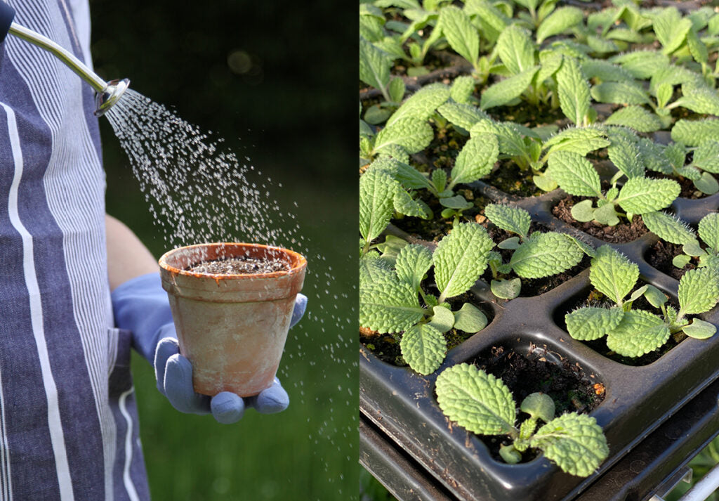 Aussaaterde wird gegossen, junge Sommerblumen wachsen in Quickpots heran