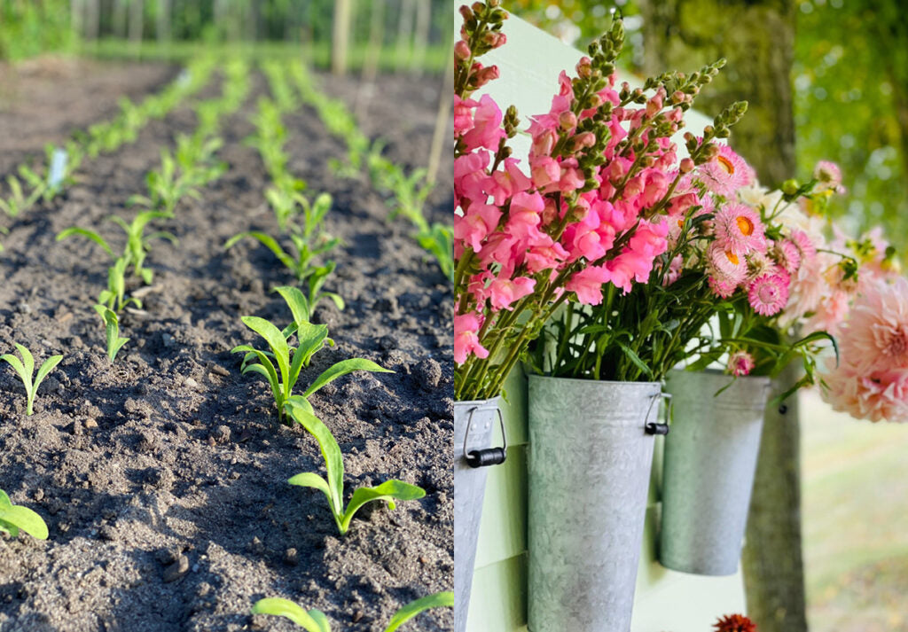 Junge Pflanzen im Beet und blühende Sommerblumen wie Löwenmäulchen und Strohblumen