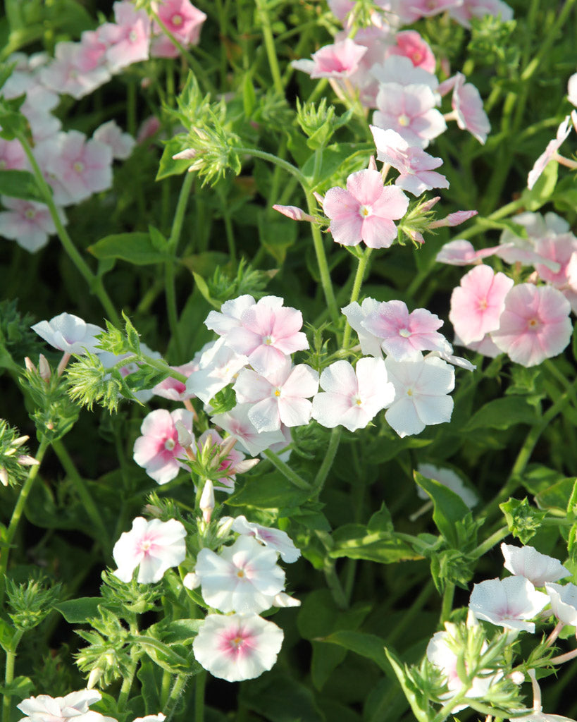 Bluehende Pflanze Sommerphlox - Phlox drummondii 'Blushing Bride' aus der Gartenzauber-Saatgutserie