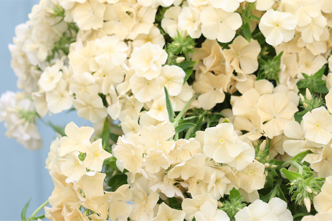 Sommerphlox (Phlox drummondii) ‚Isabellina‘ mit vanillegelben Blütendolden – elegante Sorte für sonnige Beete, Bauerngärten und natürliche Sommersträuße.